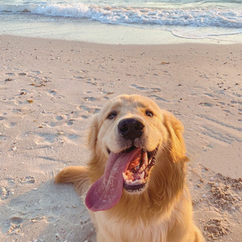 Chien en promenade pour exercice et bien-être avec Dog Love Petsitter