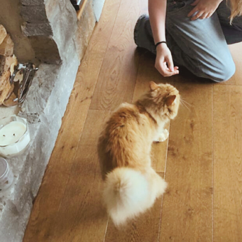Visite à domicile pour chat avec Dog Love Petsitter